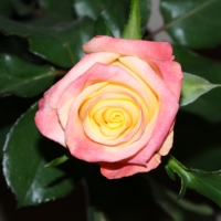  - 2012-03-09-pgv-jhv-rose1