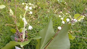 PGV im Haus am Klostergarten am 29.4.2015